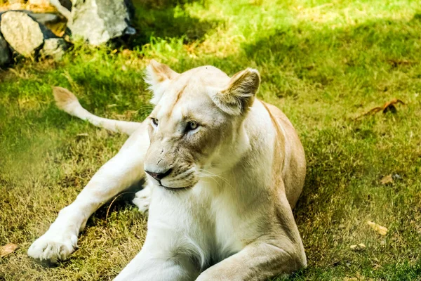 Wild Animal White African Lion Ain Zoo Safari Park Ain — Φωτογραφία Αρχείου