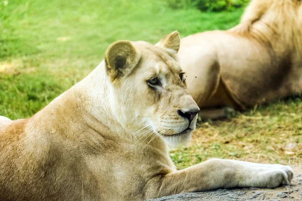 Wild Animal White African Lion Ain Zoo Safari Park Ain — Φωτογραφία Αρχείου