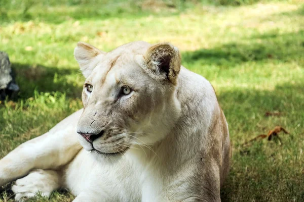 Wild Animal White African Lion Ain Zoo Safari Park Ain — Stock Photo, Image