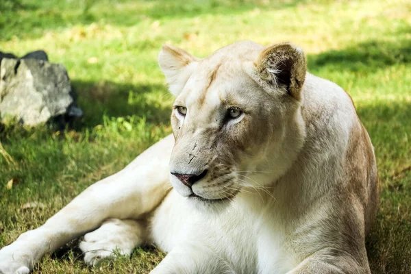 León Africano Blanco Animales Salvajes Zoológico Ain Safari Park Ain — Foto de Stock