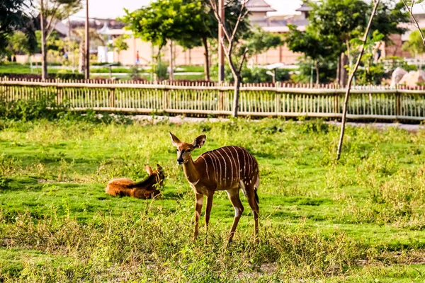 Bel Animal Sauvage Nyala Cerf Antilope Cervicapra Antilope Africaine Dans — Photo