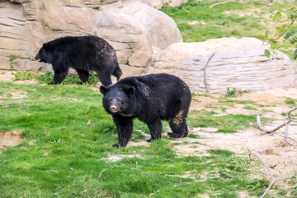 Ay Ayısı ve Asya Kara Ayısı Dubai Safari Park Hayvanat Bahçesinde yürüyor, Dubai, BAE