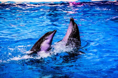 Yunuslar zıplayarak Dubai Dolphinarium, Deira Creek Park, Dubai, Birleşik Arap Emirlikleri 'nde oynuyorlar.