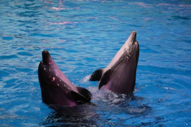 Yunuslar zıplayarak Dubai Dolphinarium, Deira Creek Park, Dubai, Birleşik Arap Emirlikleri 'nde oynuyorlar.