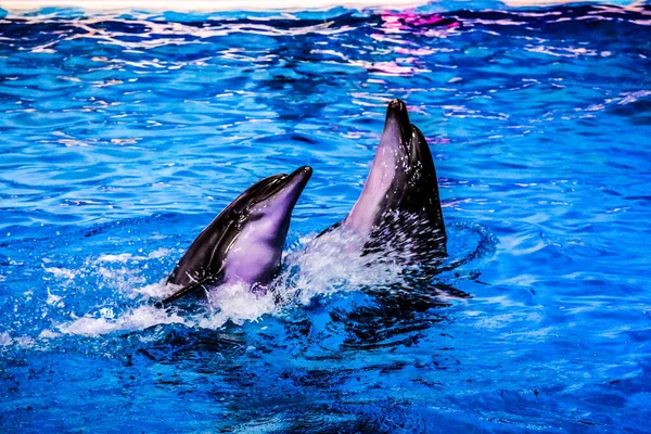 在阿拉伯联合酋长国迪拜Deira Creek公园的Dubai Dolphinarium 海豚对跳跃和玩耍 — 图库照片