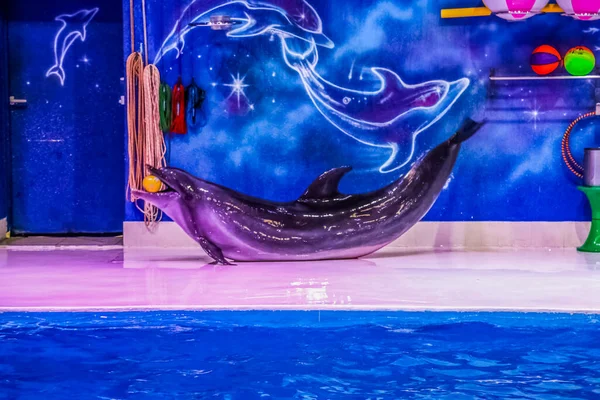 Танцующие Дельфины Играющие Мячом Dubai Dolphins Парк Фара Крик Дубай — стоковое фото