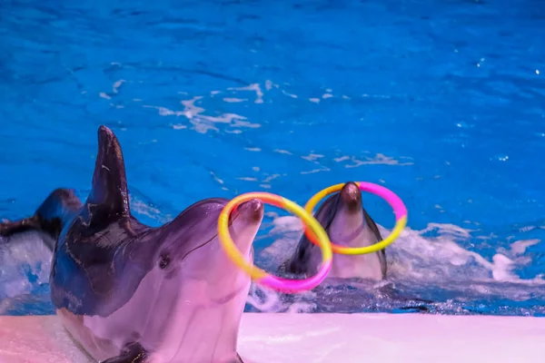 Golfinhos Dançando Brincando Com Anel Dubai Dolphinarium Deira Creek Park — Fotografia de Stock