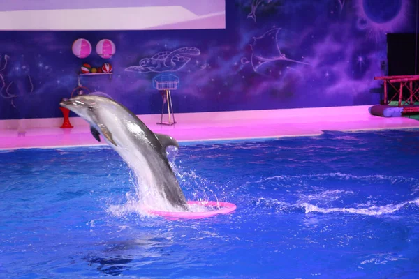 Golfinhos Dançando Brincando Com Anel Dubai Dolphinarium Deira Creek Park — Fotografia de Stock