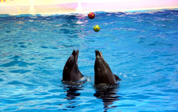 Dansçı Yunuslar, Dubai Dolphinarium, Deira Creek Park, Dubai, Birleşik Arap Emirlikleri 'nde topla oynuyorlar.
