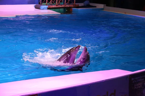 Dolphins Pair Jumping Playing Dubai Dolphinarium Deira Creek Park Dubai — Fotografia de Stock