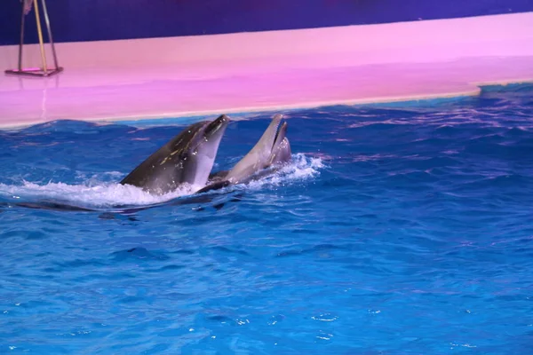 Dolphins Pair Jumping Playing Dubai Dolphinarium Deira Creek Park Dubai — Stock Photo, Image