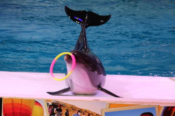 Golfinhos Dançando Brincando Com Anel Dubai Dolphinarium Deira Creek Park — Fotografia de Stock