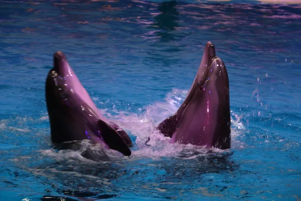 Yunuslar zıplayarak Dubai Dolphinarium, Deira Creek Park, Dubai, Birleşik Arap Emirlikleri 'nde oynuyorlar.