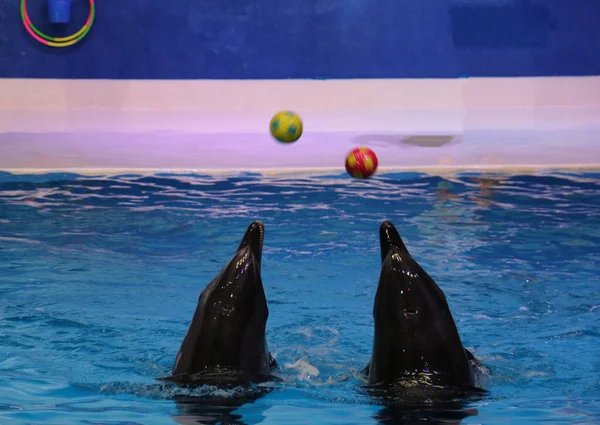 Taniec Delfiny Bawią Się Piłką Dubai Dolphinarium Deira Creek Park — Zdjęcie stockowe