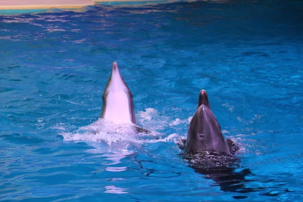 Dolphins Pair Jumping Playing Dubai Dolphinarium Deira Creek Park Dubai — Stok Foto