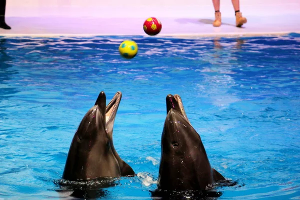 Taniec Delfiny Bawią Się Piłką Dubai Dolphinarium Deira Creek Park — Zdjęcie stockowe