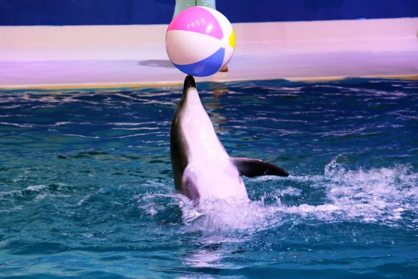 Taniec Delfiny Bawią Się Piłką Dubai Dolphinarium Deira Creek Park — Zdjęcie stockowe