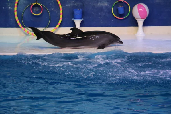 Taniec Delfiny Bawią Się Piłką Dubai Dolphinarium Deira Creek Park — Zdjęcie stockowe