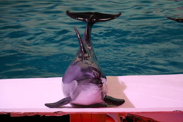 Taniec Delfiny Grające Basenie Dubai Dolphinarium Deira Creek Park Dubaj — Zdjęcie stockowe