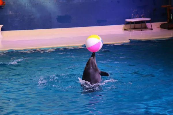 Taniec Delfiny Bawią Się Piłką Dubai Dolphinarium Deira Creek Park — Zdjęcie stockowe