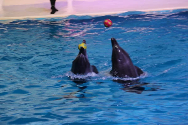 Golfinhos Dançando Jogando Com Bola Dubai Dolphinarium Deira Creek Park — Fotografia de Stock