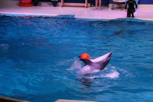 Taniec Delfiny Bawią Się Piłką Dubai Dolphinarium Deira Creek Park — Zdjęcie stockowe