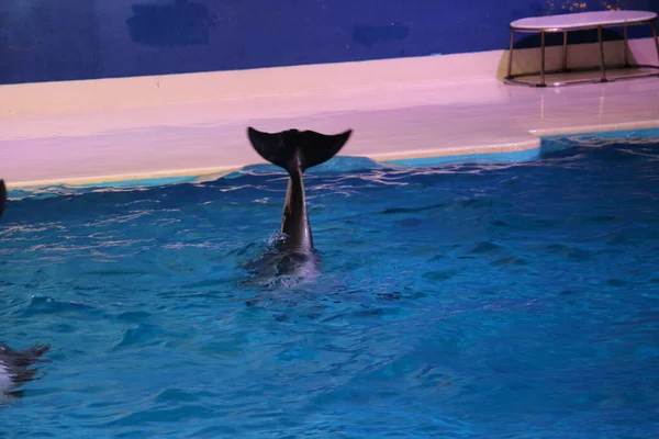 Dancing Dolphins Playing Pool Dubai Dolphinarium Deira Creek Park Dubai — Stock Photo, Image