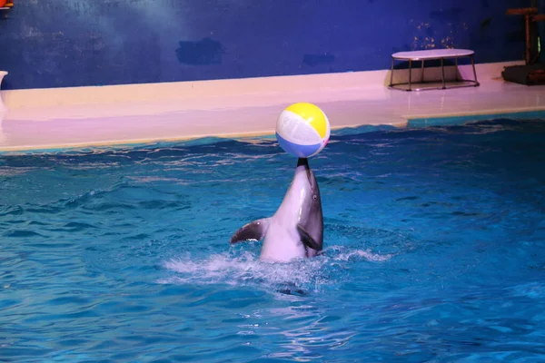 Bailando Delfines Jugando Con Pelota Dubai Dolphinarium Deira Creek Park — Foto de Stock