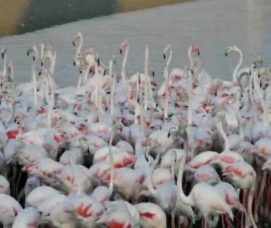 Vahşi Yaşam Karayipleri Pembe Flamingo Gölde Yürüyor, Flamingo Videosu.