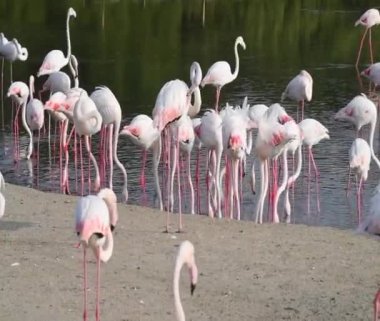 Vahşi Yaşam Karayipleri Pembe Flamingo Gölde Yürüyor, Flamingo Videosu.