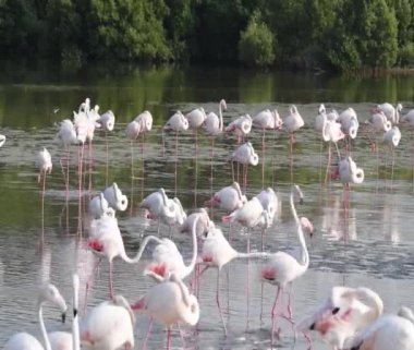 Vahşi Yaşam Karayipleri Pembe Flamingo Gölde Yürüyor, Flamingo Videosu.