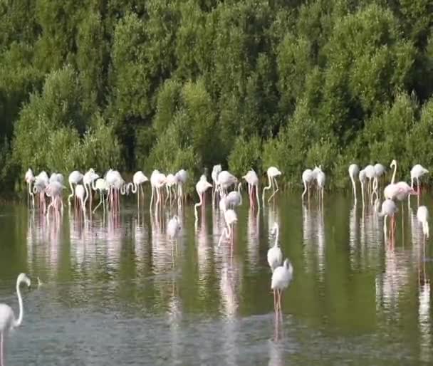 Розовый Фламинго Дикой Природы Карибах Прогулка Озере Фламинго Видео — стоковое видео