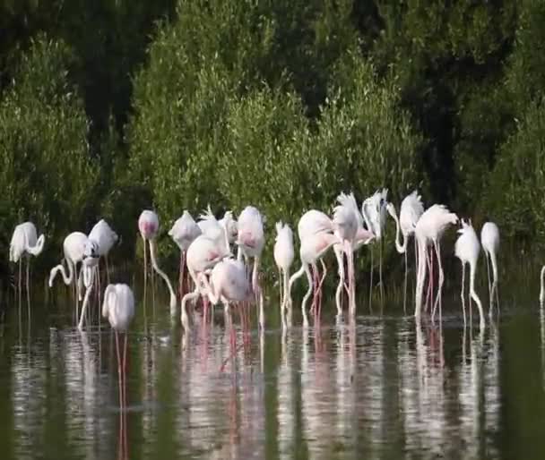Vahşi Yaşam Karayipleri Pembe Flamingo Gölde Yürüyor Flamingo Videosu — Stok video