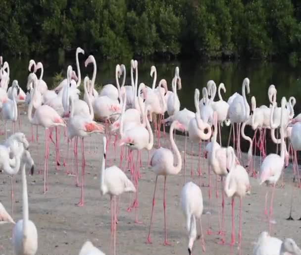 Vilt Karibien Rosa Flamingo Promenader Sjö Flamingos Video — Stockvideo
