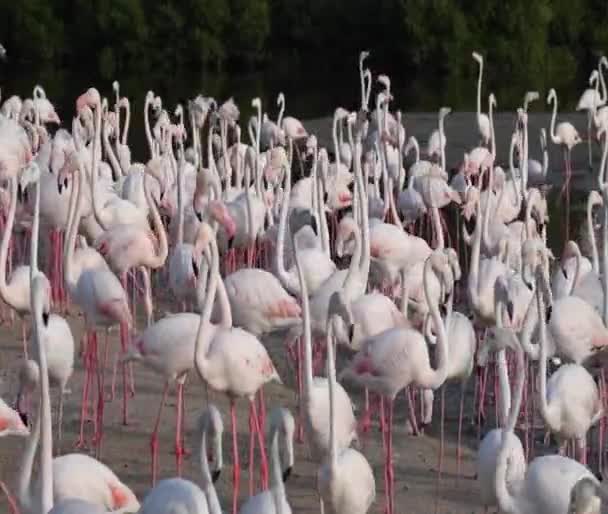 Vilt Karibien Rosa Flamingo Promenader Sjö Flamingos Video — Stockvideo