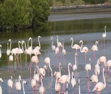 Vahşi Yaşam Karayipleri Pembe Flamingo Gölde Yürüyor, Flamingo Videosu.