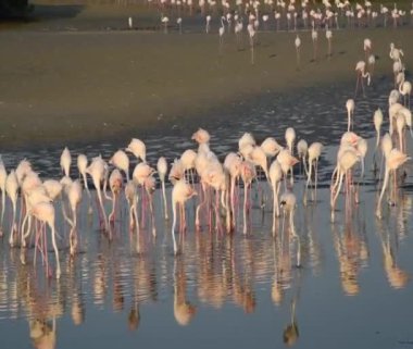Vahşi Yaşam Karayipleri Pembe Flamingo Gölde Yürüyor, Flamingo Videosu.