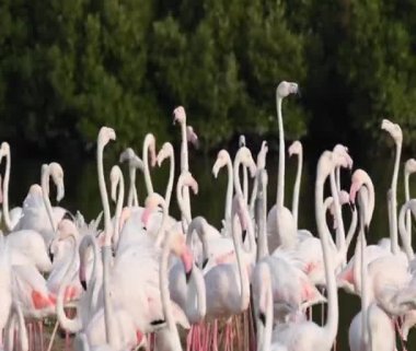 Vahşi Yaşam Karayipleri Pembe Flamingo Gölde Yürüyor, Flamingo Videosu.