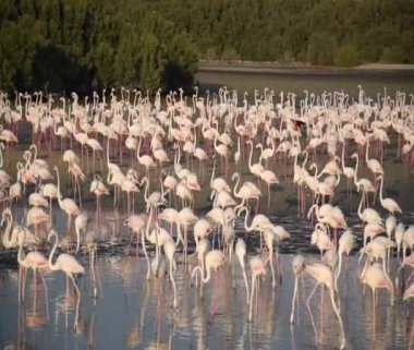 Vahşi Yaşam Karayipleri Pembe Flamingo Gölde Yürüyor, Flamingo Videosu.