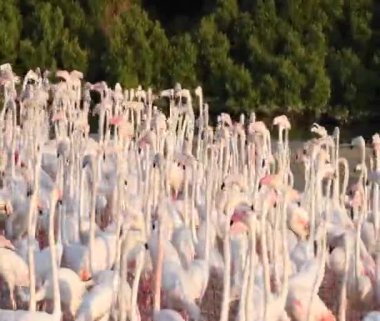 Vahşi Yaşam Karayipleri Pembe Flamingo Gölde Yürüyor, Flamingo Videosu.