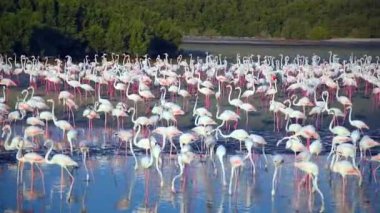 Vahşi Yaşam Karayipleri Pembe Flamingo Gölde Yürüyor, Flamingo Videosu.