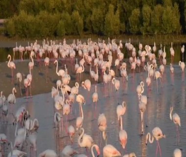Vahşi Yaşam Karayipleri Pembe Flamingo Gölde Yürüyor, Flamingo Videosu.