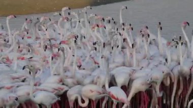 Vahşi Yaşam Karayipleri Pembe Flamingo Gölde Yürüyor, Flamingo Videosu.