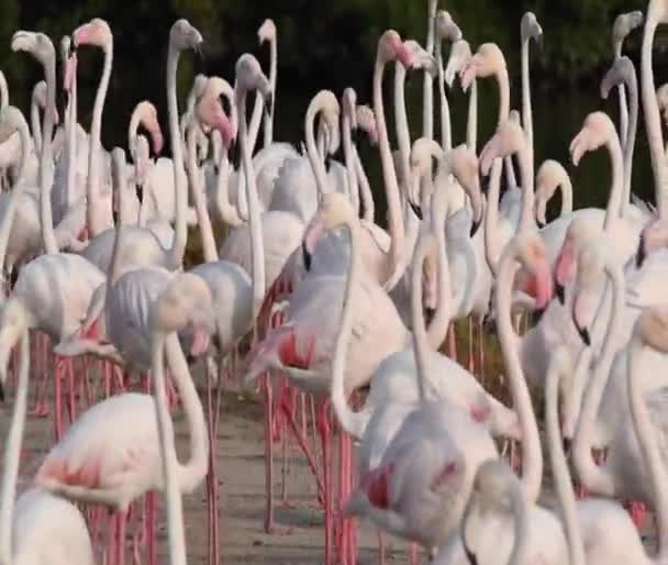 Divoká Příroda Karibik Pink Flamingo Procházky Jezeře Flamingos Video — Stock video