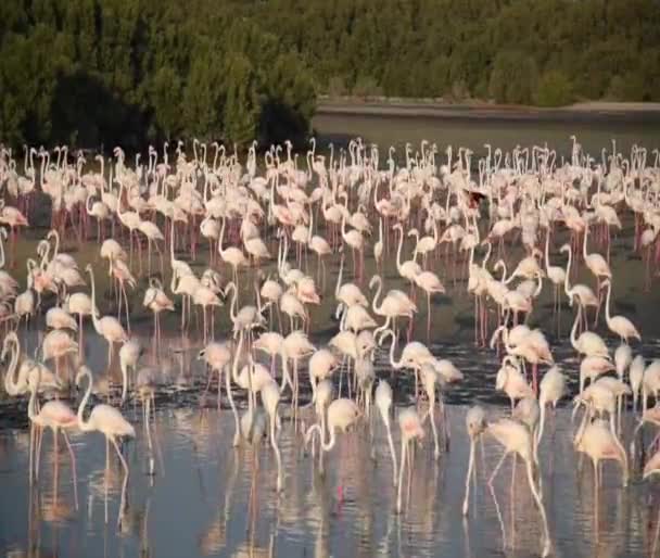 Vadvilág Karib Tenger Rózsaszín Flamingó Séta Tóban Flamingos Videó — Stock videók