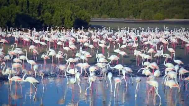 Vilt Karibien Rosa Flamingo Promenader Sjö Flamingos Video — Stockvideo