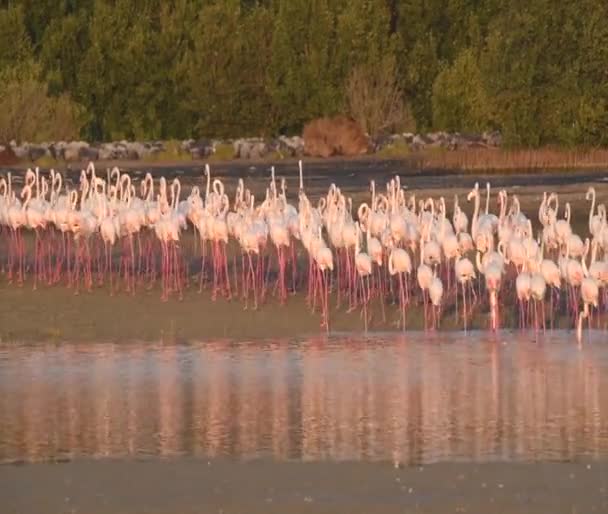 Розовый Фламинго Дикой Природы Карибах Прогулка Озере Фламинго Видео — стоковое видео