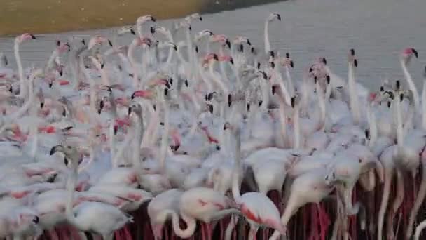 野生のカリビアンピンクフラミンゴ湖を歩く フラミンゴビデオ — ストック動画