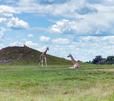 Hamilton 'daki Vahşi Hayvan Zürafa Çifti Aslan Safari, Ontario, Kanada
