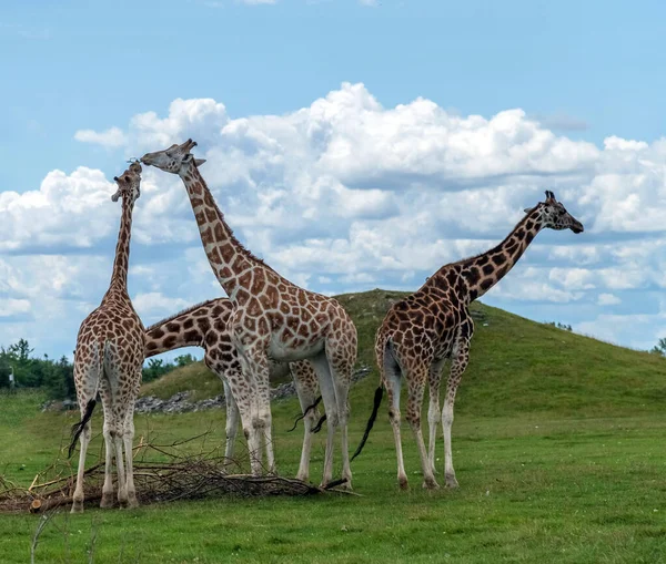 Wild Animal Giraffe Family Hamilton Lion Safari Ontario Canada — стокове фото